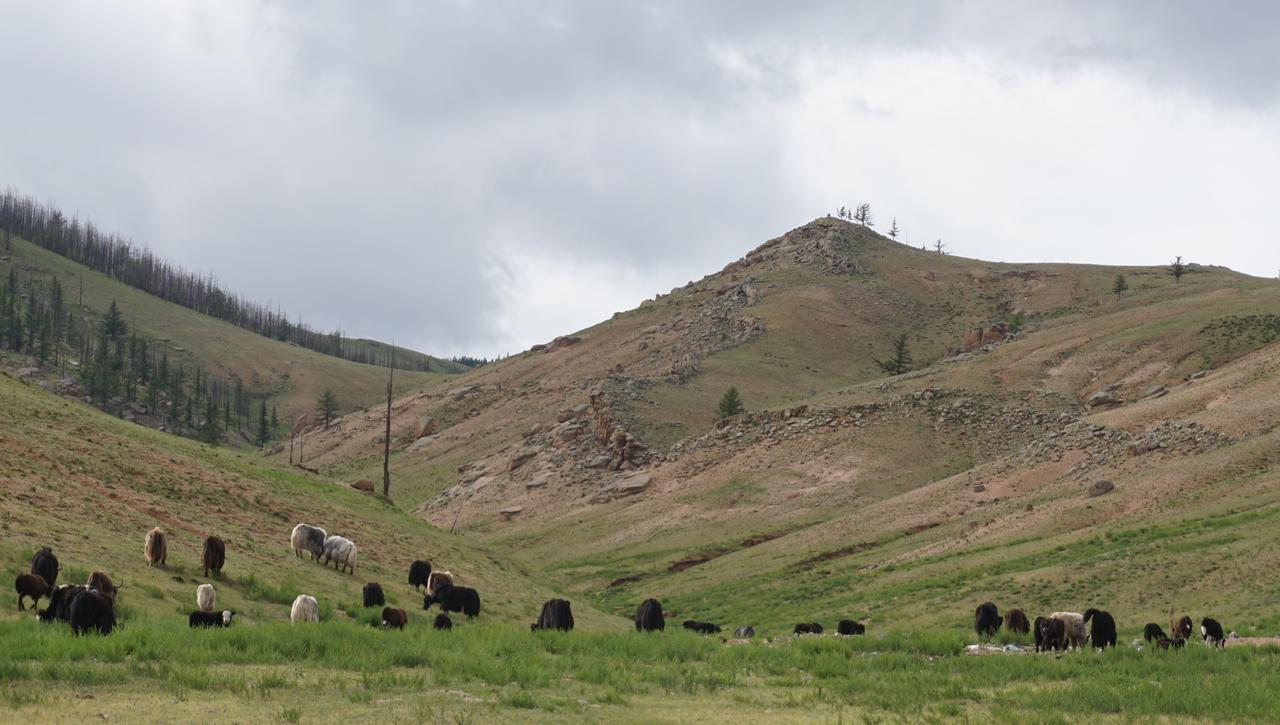 Отель My Mongolia Eco Ger Camp Nalayh Экстерьер фото