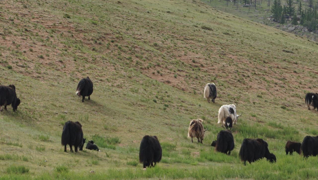 Отель My Mongolia Eco Ger Camp Nalayh Экстерьер фото